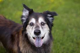Senior Dog Bark with Buster