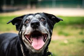 Fish Jerky Happy Senior Dog