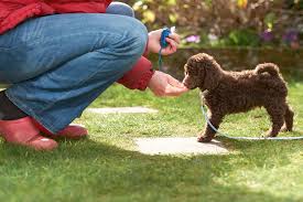 Dog learning behaviours-bark-with-buster