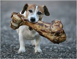 Jack Russell with monster bone-bark-with-buster