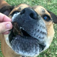 Kangaroo Liver Dog Treats 100% Bestseller-bark-with-buster