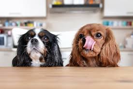 Cocker Spaniels awaiting their dog treats
