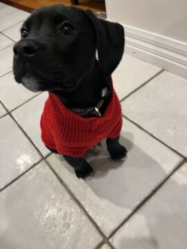 Natural Puppy Training Treats
